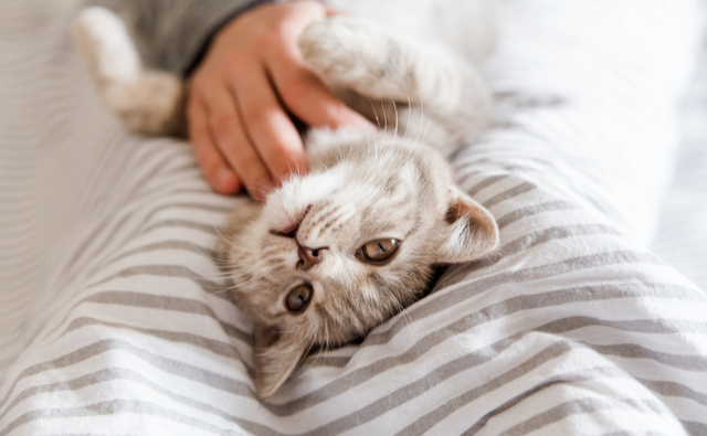 年齢別に猫が長生きするために気を付けたいこと