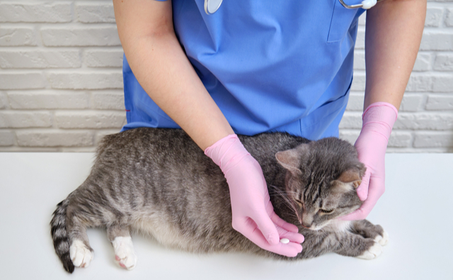猫の皮膚病の治療法