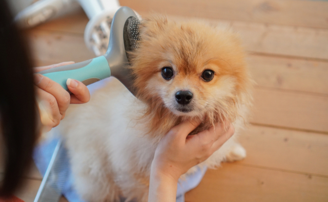 毎日犬の健康チェックをする