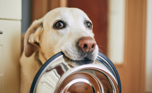 犬に適切なフードを選ぶ