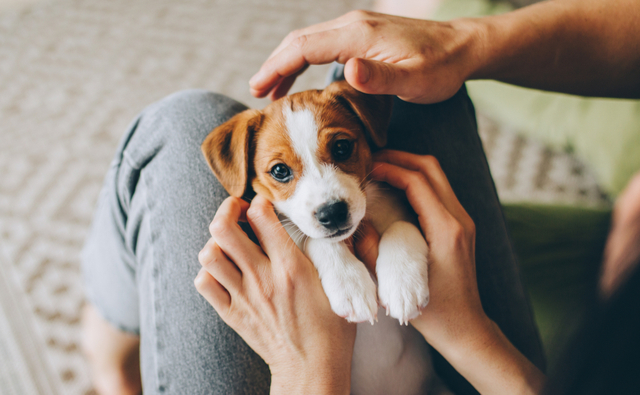 犬の爪切りは必要なの？