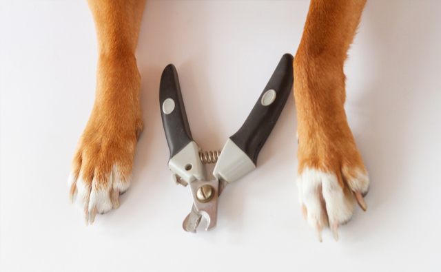 犬の爪切りの頻度や必要な道具