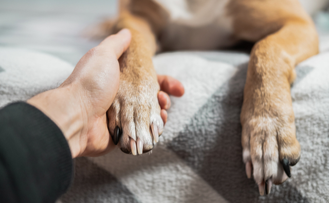 犬の爪切りを成功させるコツ