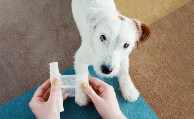 犬の爪を切っていて、血が出てしまったら？