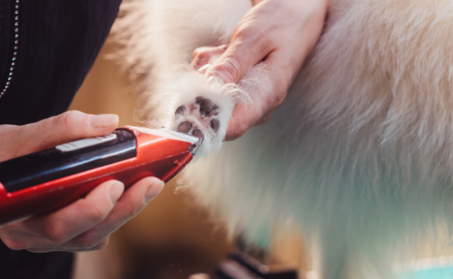 犬の足のケア方法