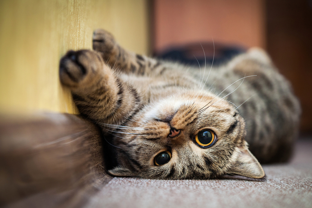 猫と一緒に寝るときの注意点