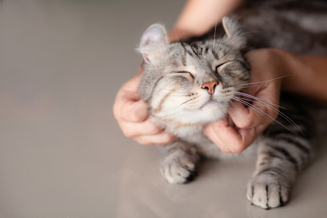 猫と一緒に寝るときは