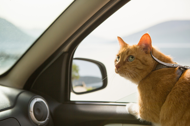 猫を旅行に連れて行くときの注意点