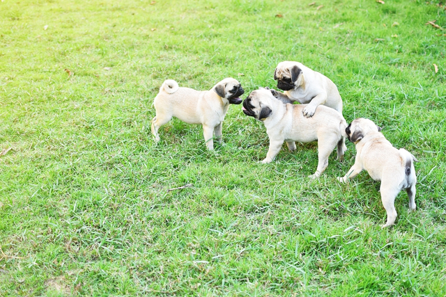 犬が健康にいるポイント