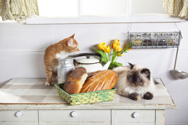 猫にパンを与えても良い？