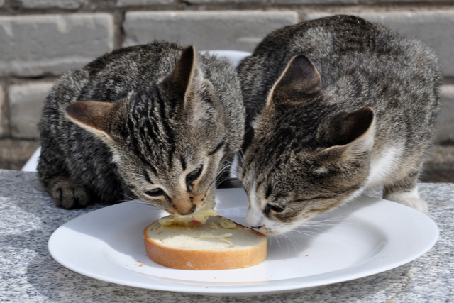 猫はパンが好き？食べたがるのはなぜ？