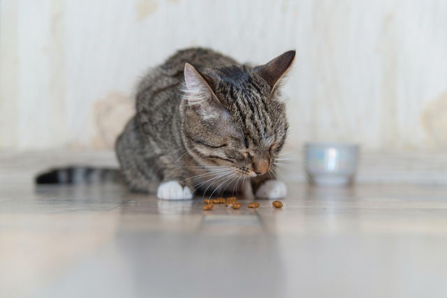 猫のしゃっくりは病気のサイン？