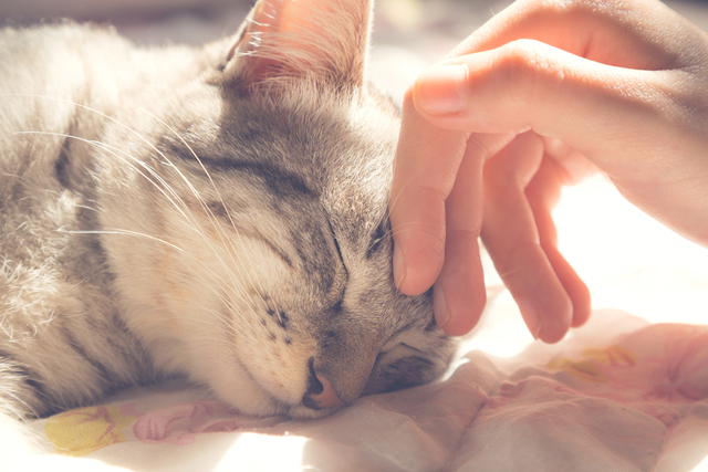 猫の鳴き声の種類