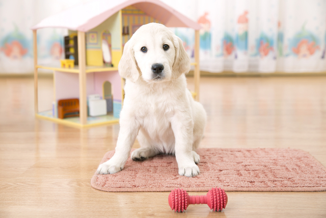 新しく犬を迎え入れたら何から始める？