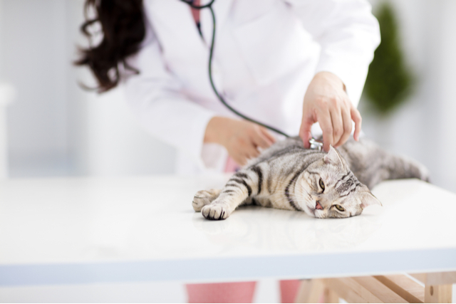 猫が熱が高い、低い場合は動物病院へ