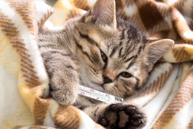 猫の鼻水と一緒に起こる症状