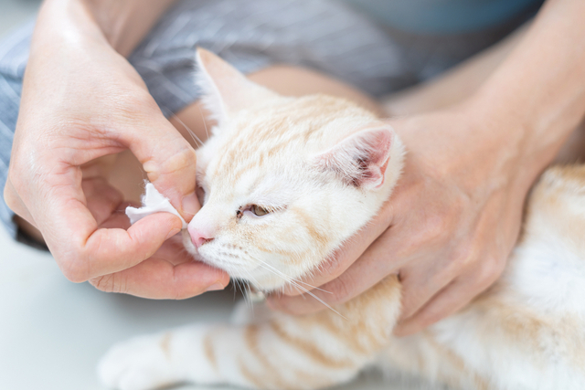 猫の鼻水の色や特徴で判断できる？