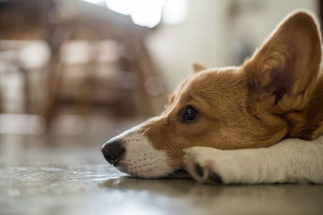 犬がトイレを失敗してしまう原因は？