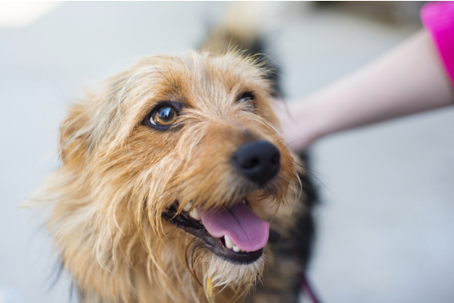 犬がトイレを失敗する場合の対策