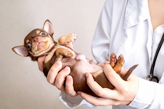 犬の椎間板ヘルニアとは