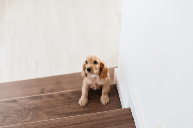 犬の椎間板ヘルニアの症状