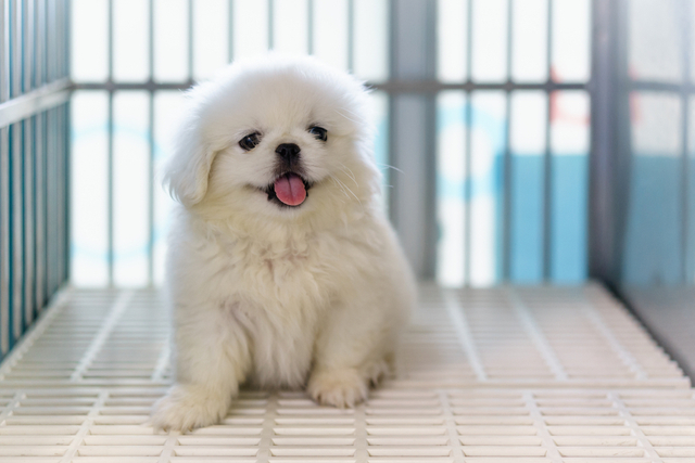 犬が椎間板ヘルニアになる原因