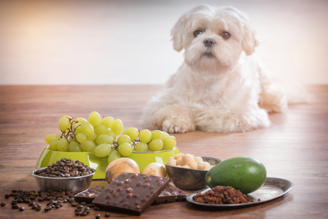 犬にとってぶどうの何が良くないの？