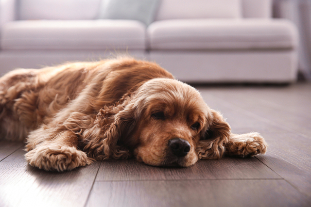 犬の熱中症の症状とは