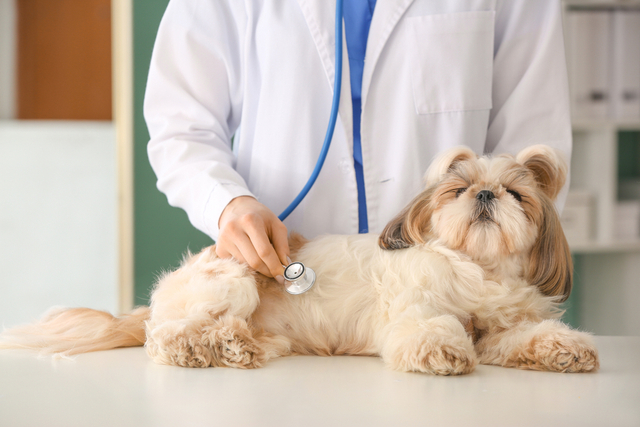 犬が熱中症になってしまったときの対処法