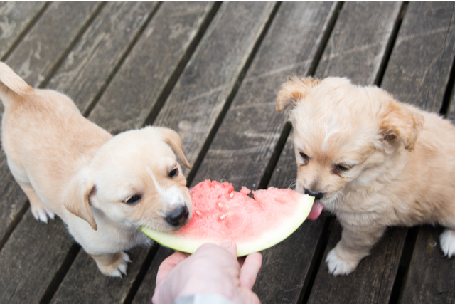 スイカは犬にとってうれしい成分はあるの？