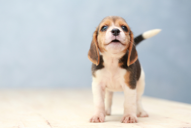 犬のてんかんの原因は