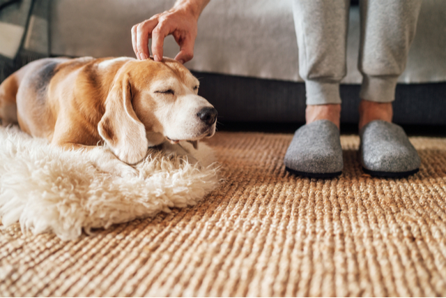 犬のてんかんとの付き合い方