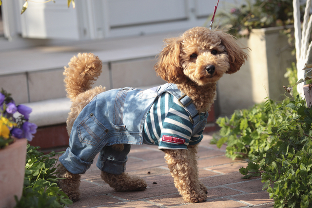 犬が震える原因は？