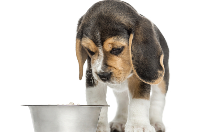 犬が震える原因は？