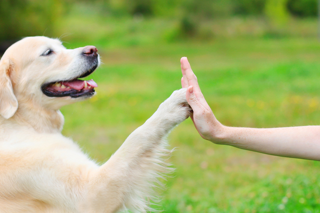 犬が震える原因のまとめ