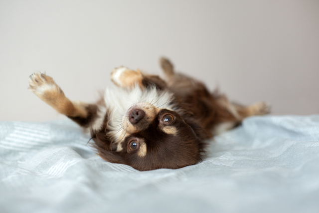 犬のてんかんとは