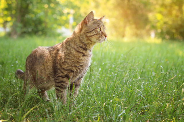 猫に寄生するマダニとは？