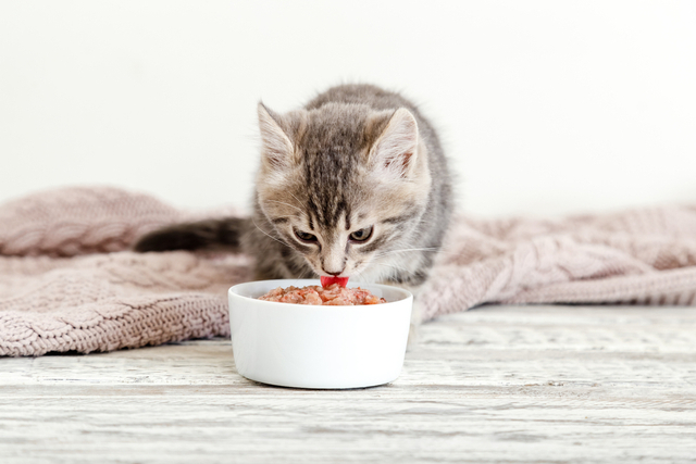 猫が長生きするために気を付けたいこと