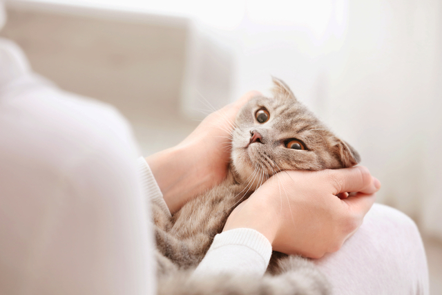 膝の上から猫を下すときの注意点