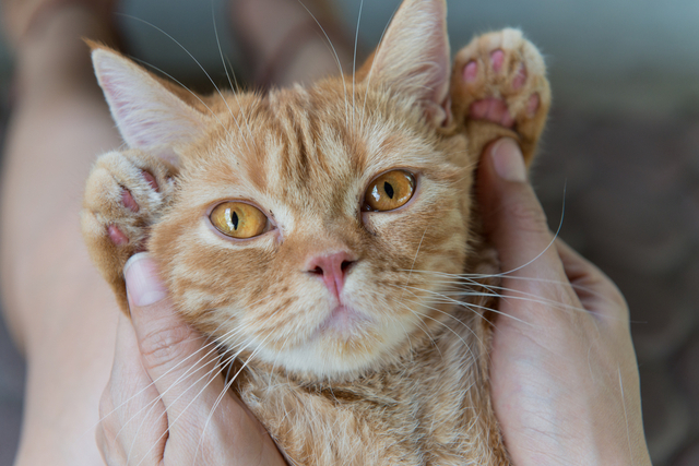 猫が膝の上に乗る理由