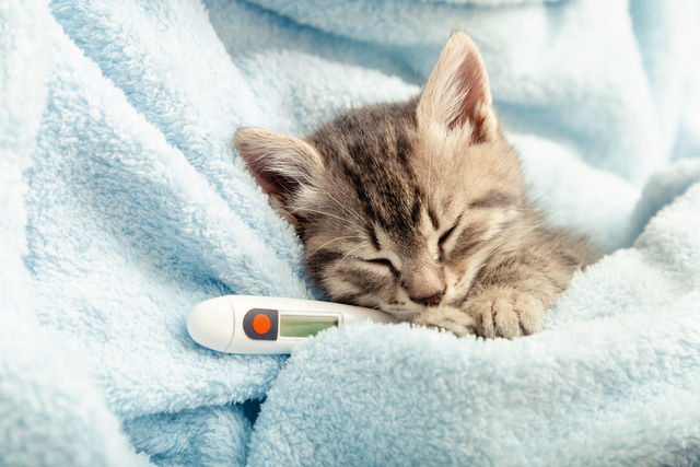 猫の咳の原因と思われる病気は？