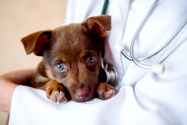 犬の咳の対処法は？緊急のときはすぐに受診を！