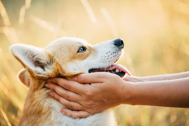 犬の咳が続く場合は動物病院へ