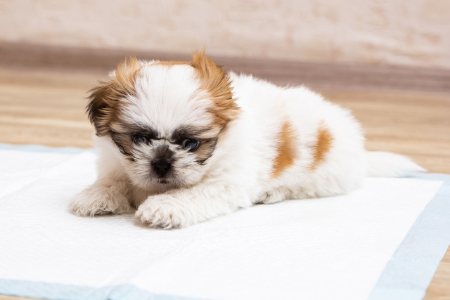 犬の血便が出たときの対処法