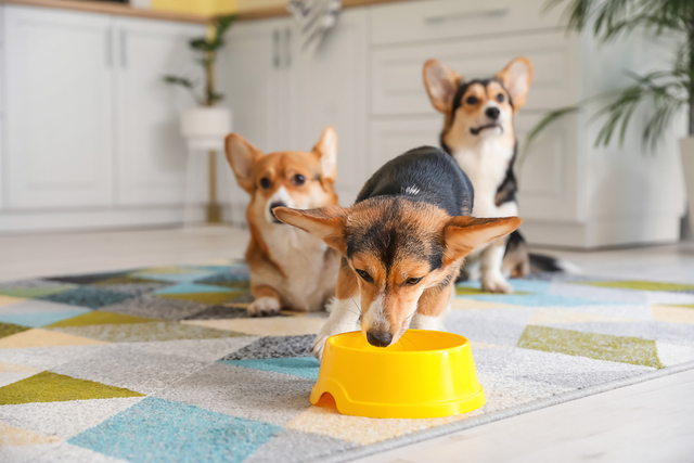 犬の咳の原因１.生理現象による咳