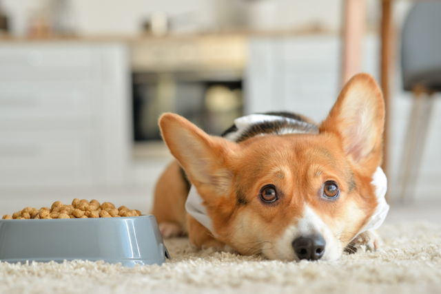 犬の血便の主な原因