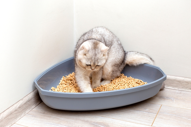 猫の尿石症(尿路結石症)の症状