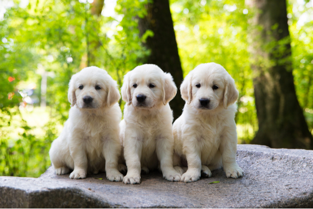 てんかんにかかりやすい犬種