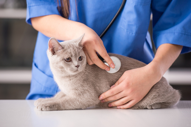 猫の尿石症（尿路結石症）の治療法