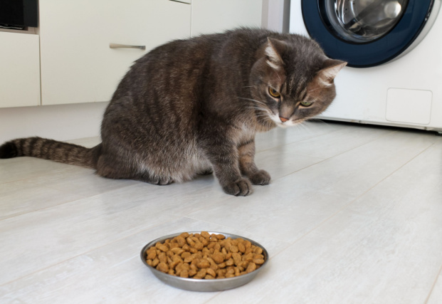 動物病院に連れて行くタイミング